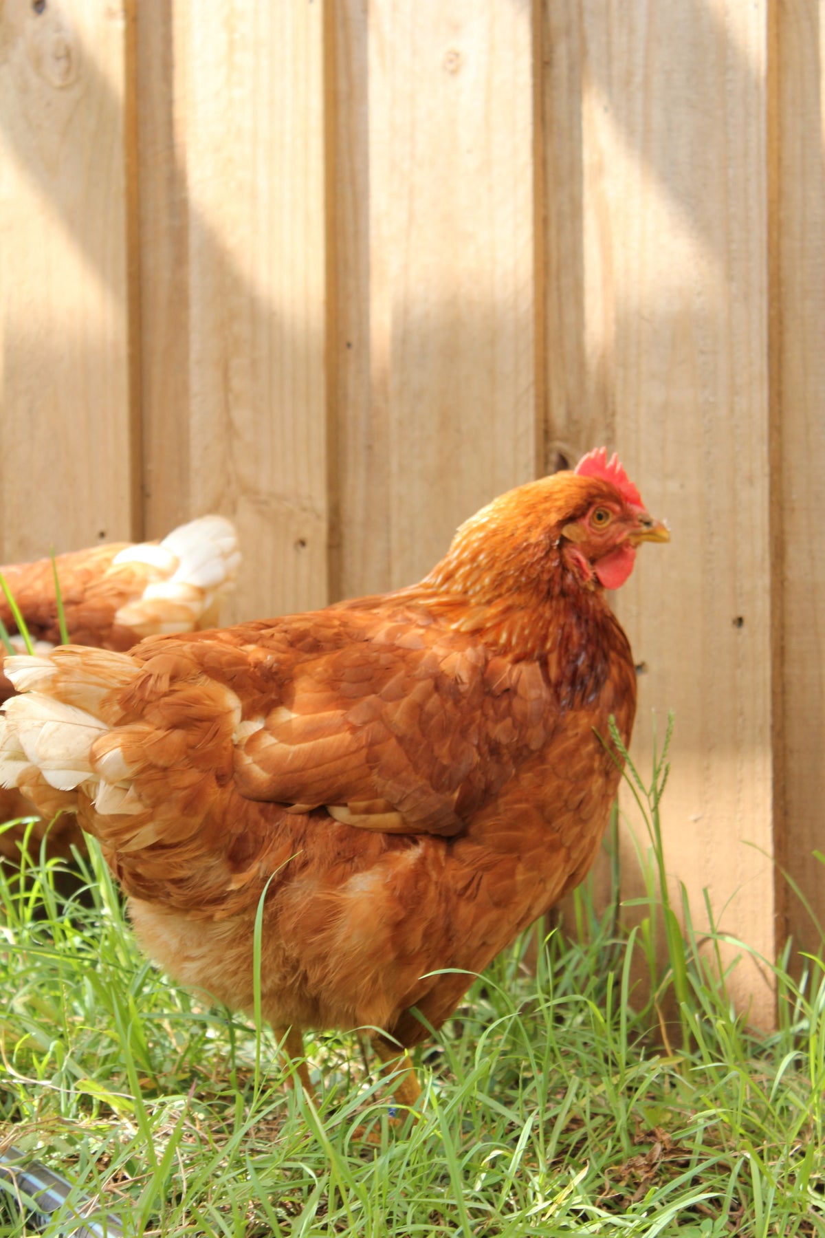 Chickens and Plants in Harmony: A Guide to Garden Coexistence