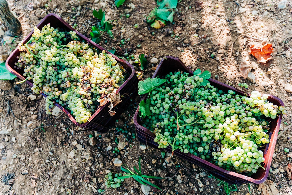 The Most Popular Wines of Puglia