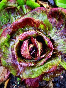 4 RSZ Lettuce_chicory red ball