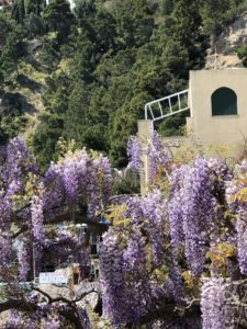  My day on Isle of Capri - Dominique Rizzo food wine tours - Wisteria