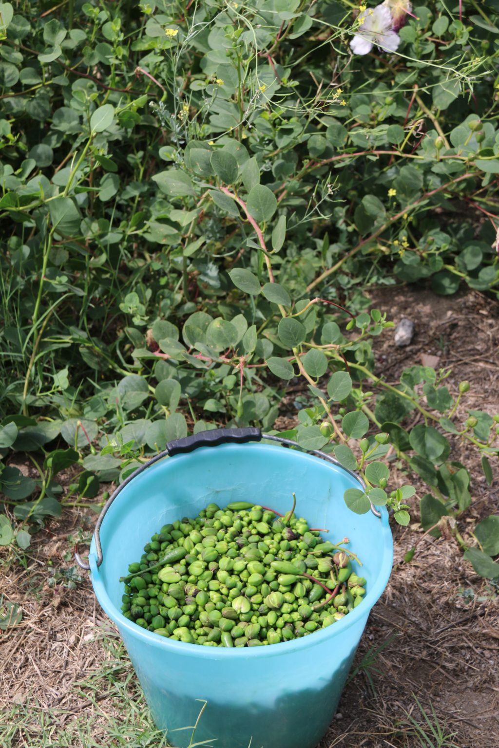 Fresh capers on Salina